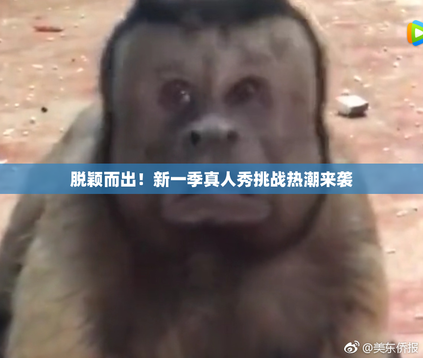 脱颖而出！新一季真人秀挑战热潮来袭