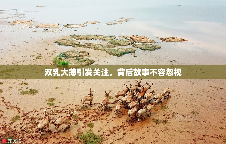 双乳大薄引发关注，背后故事不容忽视