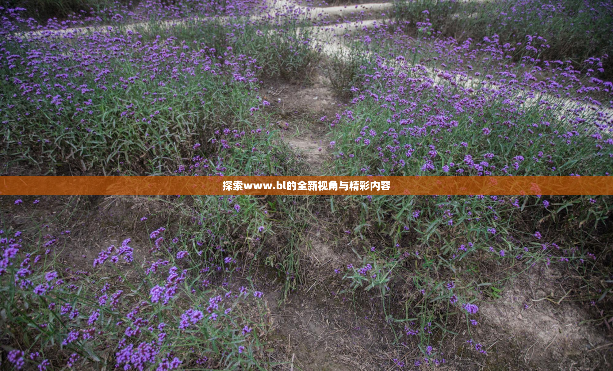 探索www.bl的全新视角与精彩内容