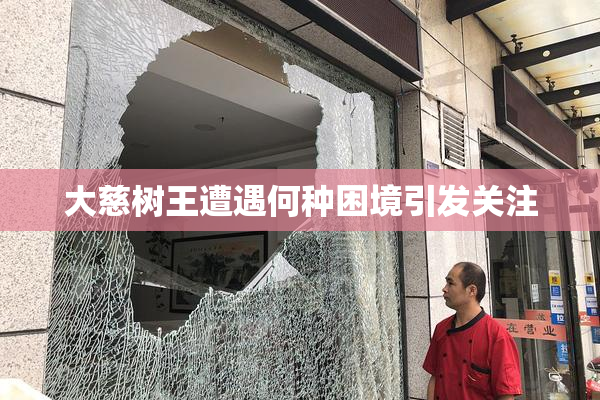 大慈树王遭遇何种困境引发关注