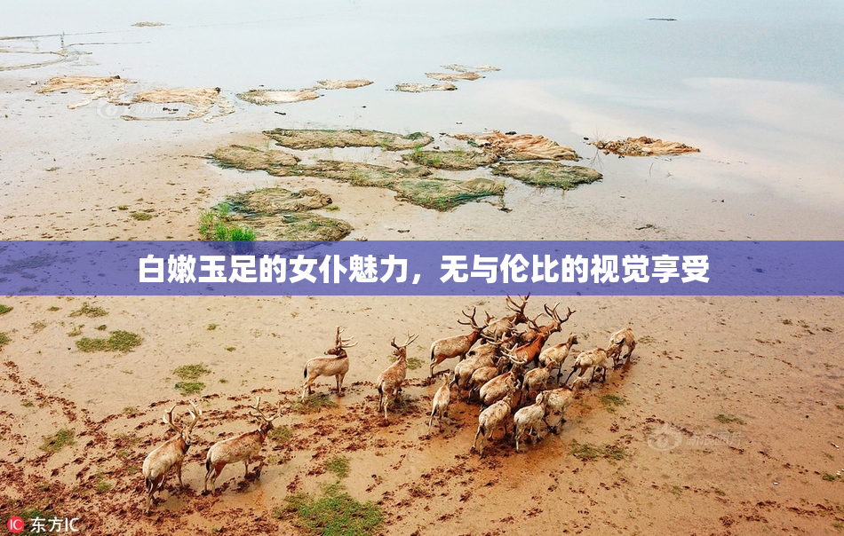 白嫩玉足的女仆魅力，无与伦比的视觉享受