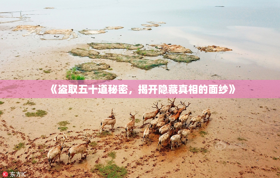《盗取五十道秘密，揭开隐藏真相的面纱》