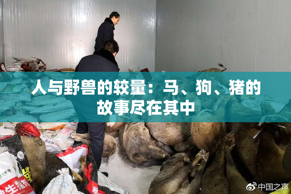 人与野兽的较量：马、狗、猪的故事尽在其中