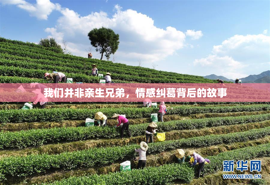 我们并非亲生兄弟，情感纠葛背后的故事