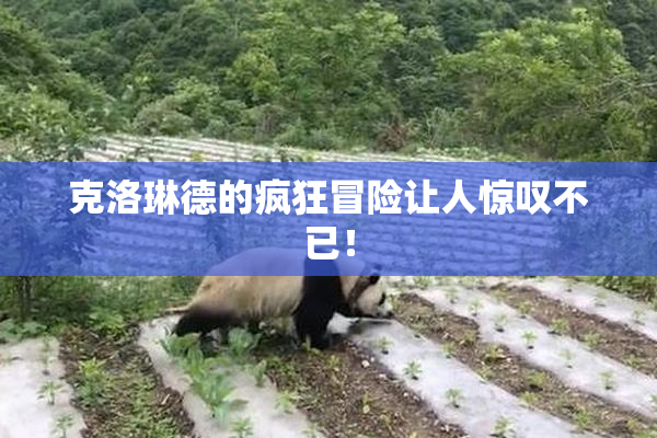 克洛琳德的疯狂冒险让人惊叹不已！