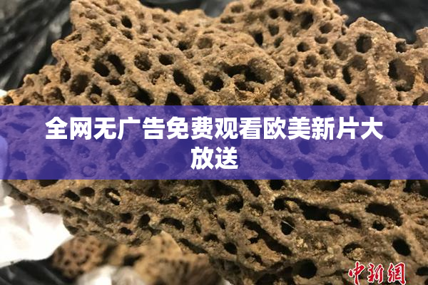 全网无广告免费观看欧美新片大放送