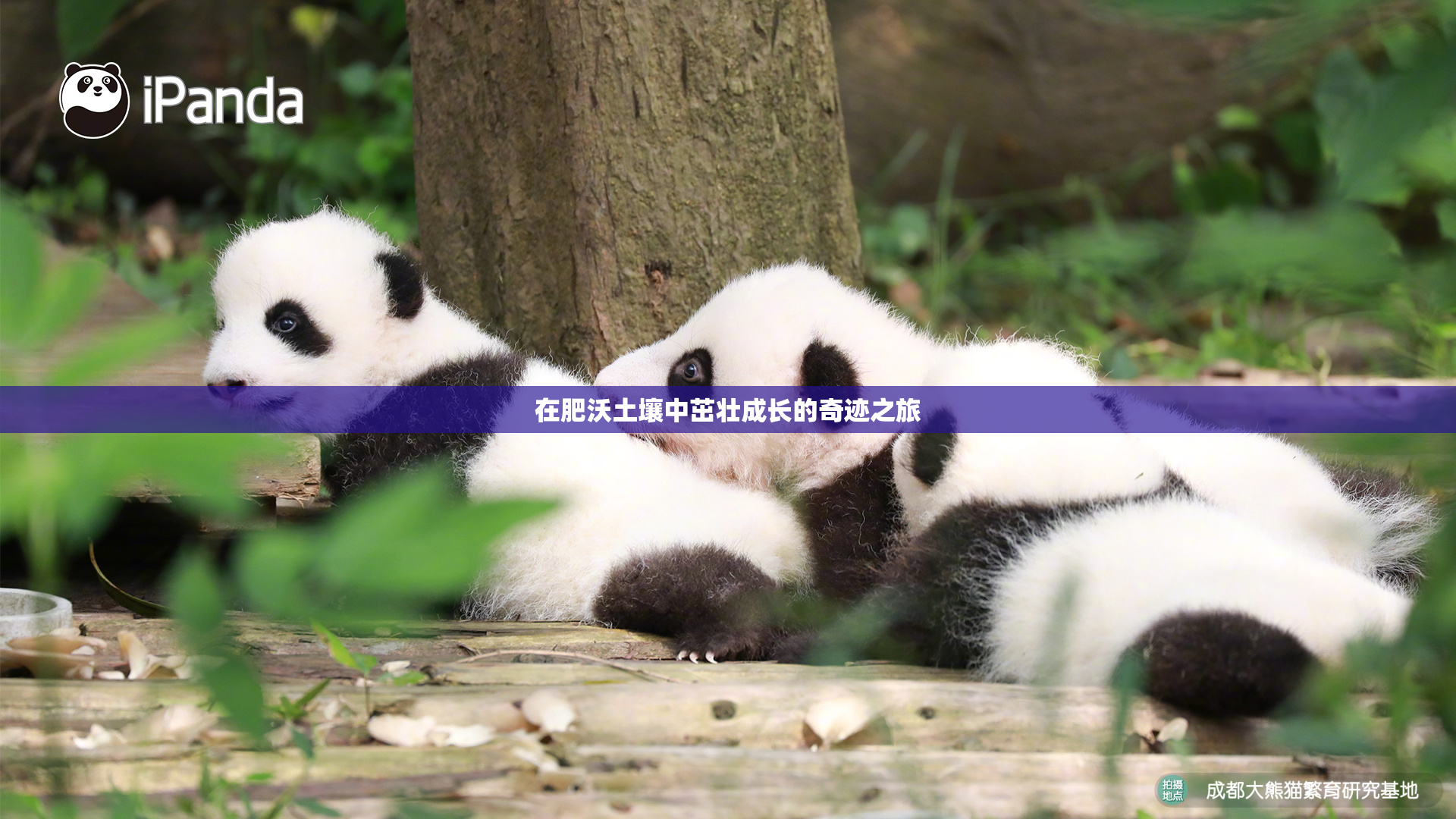 在肥沃土壤中茁壮成长的奇迹之旅