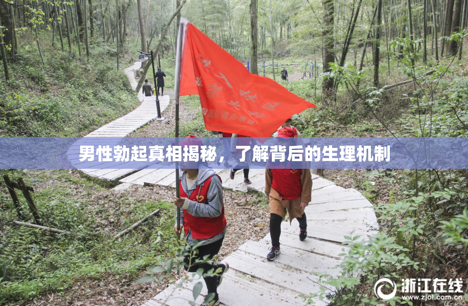 男性勃起真相揭秘，了解背后的生理机制