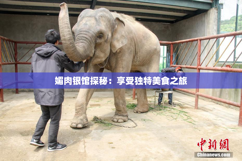 媚肉银馆探秘：享受独特美食之旅