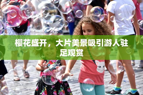 樱花盛开，大片美景吸引游人驻足观赏