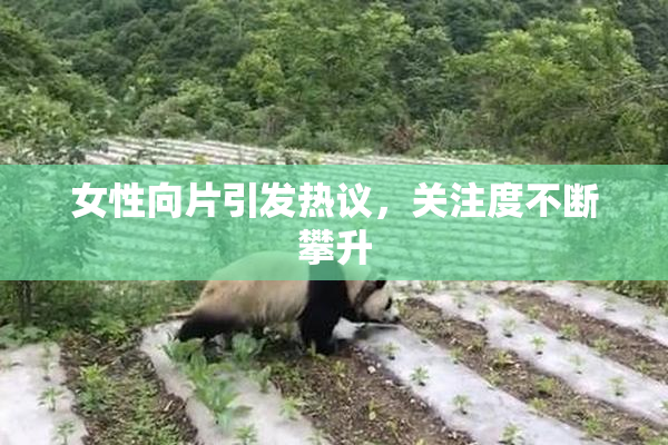 女性向片引发热议，关注度不断攀升