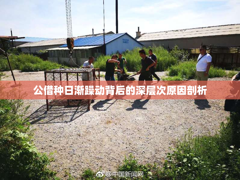 公借种日渐躁动背后的深层次原因剖析