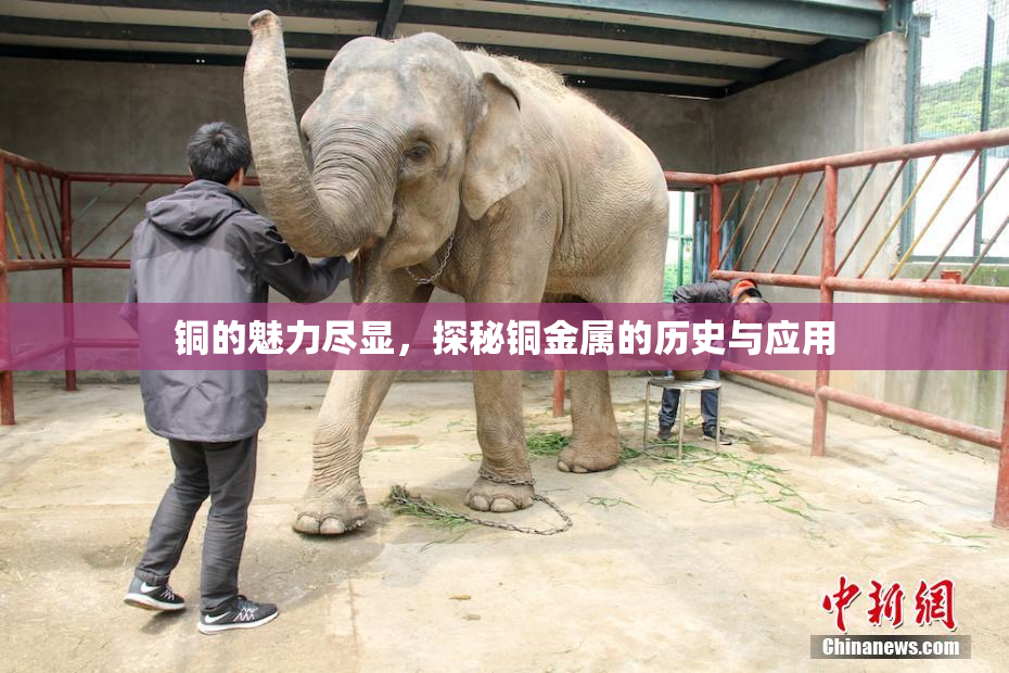 铜的魅力尽显，探秘铜金属的历史与应用