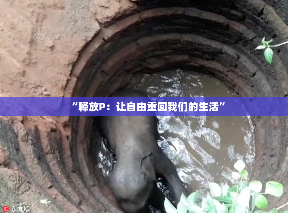 “释放P：让自由重回我们的生活”