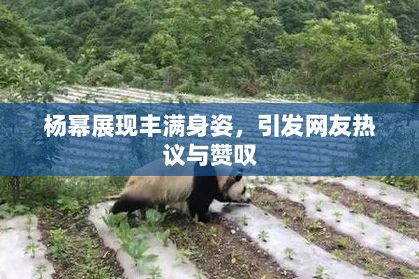 杨幂展现丰满身姿，引发网友热议与赞叹