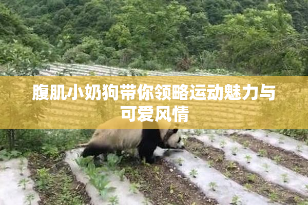 腹肌小奶狗带你领略运动魅力与可爱风情