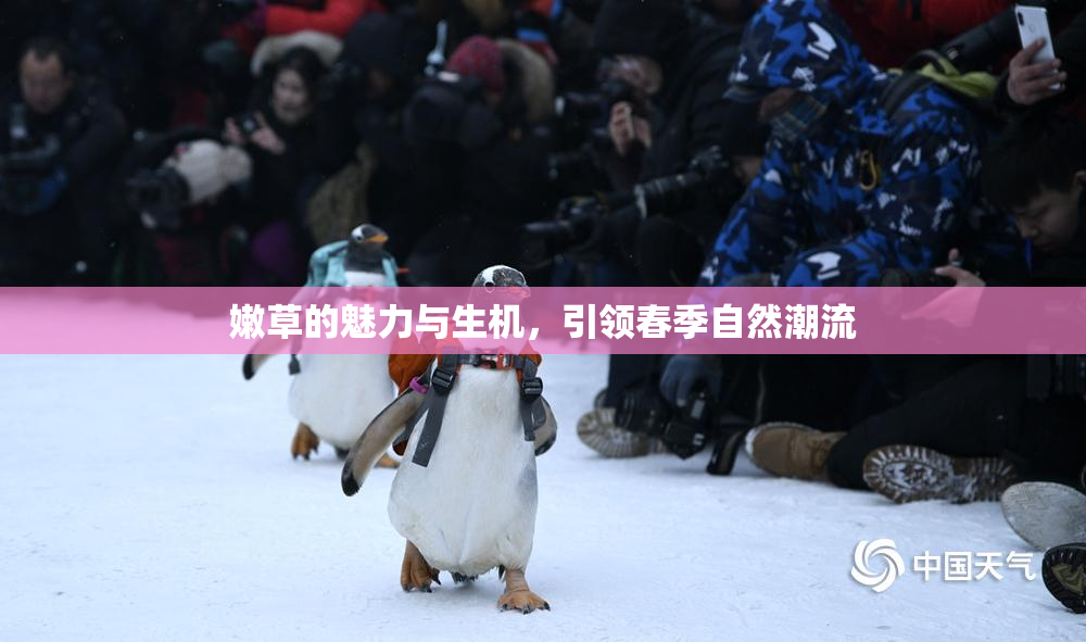 嫩草的魅力与生机，引领春季自然潮流
