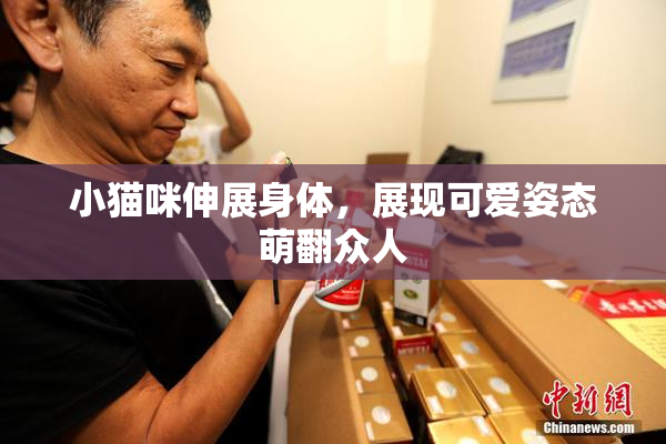 小猫咪伸展身体，展现可爱姿态萌翻众人