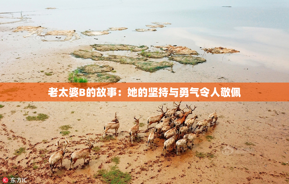 老太婆B的故事：她的坚持与勇气令人敬佩