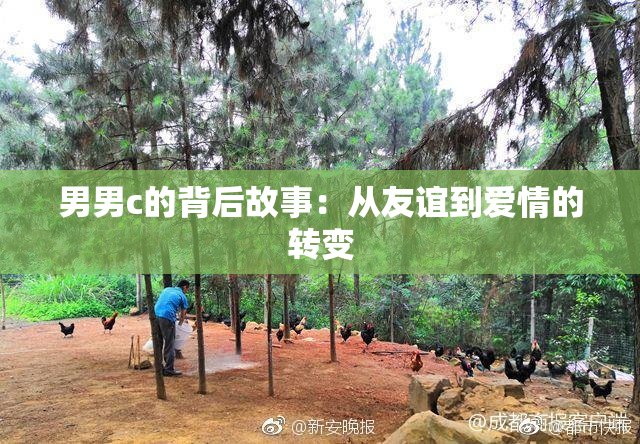 男男c的背后故事：从友谊到爱情的转变