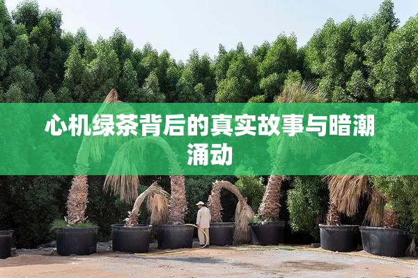 心机绿茶背后的真实故事与暗潮涌动