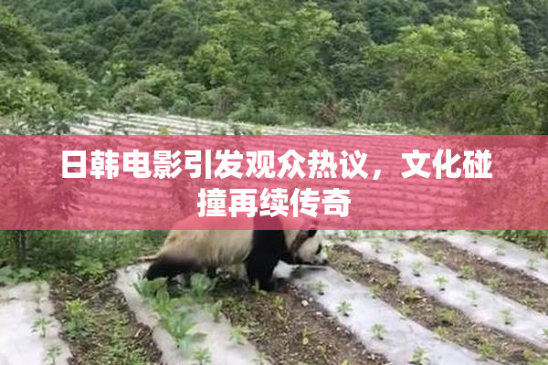 日韩电影引发观众热议，文化碰撞再续传奇