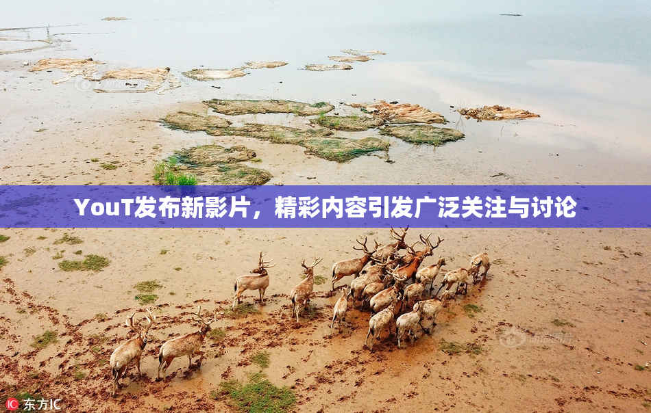 YouT发布新影片，精彩内容引发广泛关注与讨论