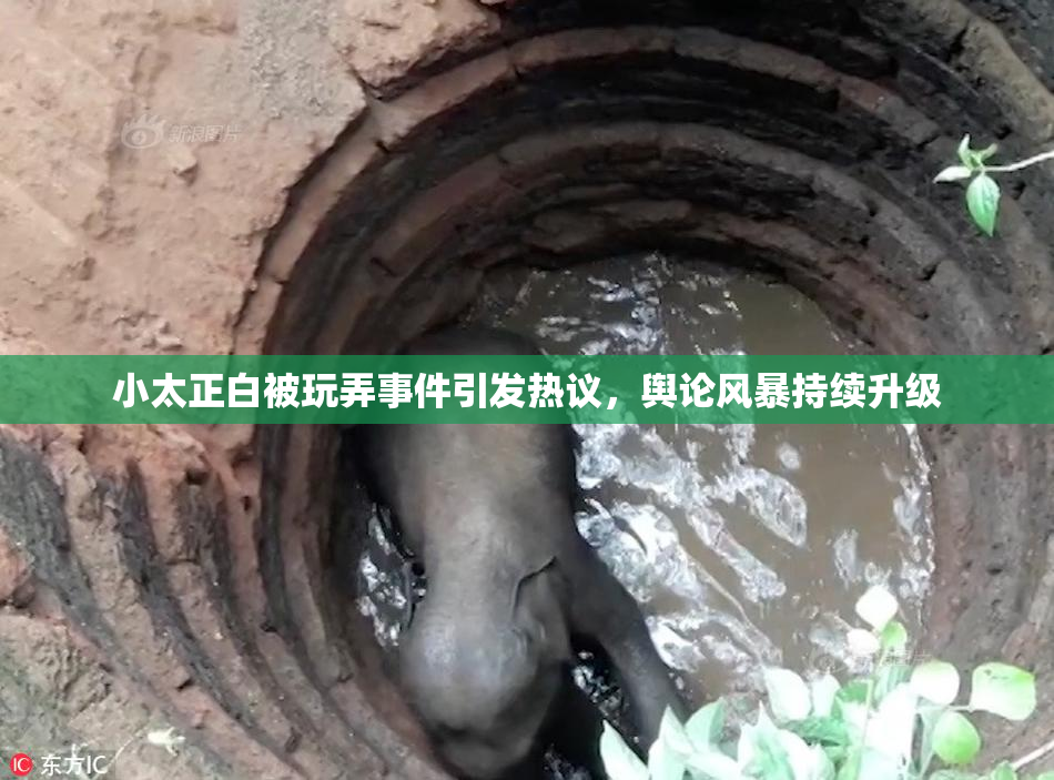 小太正白被玩弄事件引发热议，舆论风暴持续升级