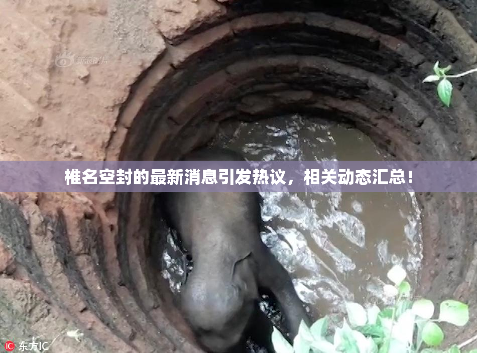 椎名空封的最新消息引发热议，相关动态汇总！