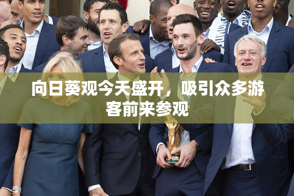 向日葵观今天盛开，吸引众多游客前来参观