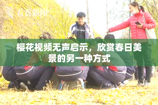 樱花视频无声启示，欣赏春日美景的另一种方式