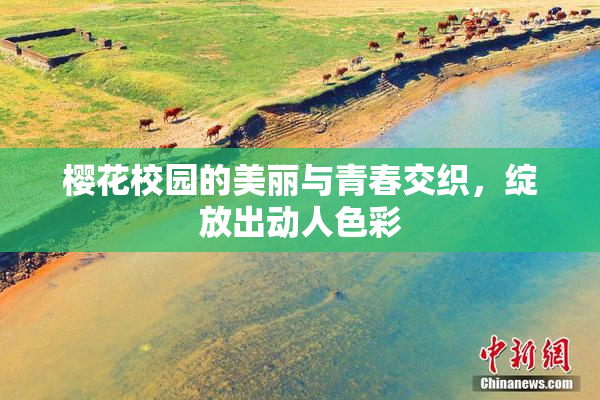 樱花校园的美丽与青春交织，绽放出动人色彩