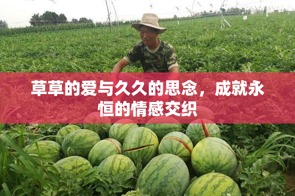 草草的爱与久久的思念，成就永恒的情感交织