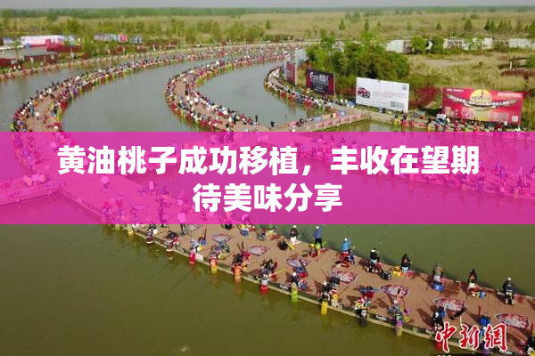黄油桃子成功移植，丰收在望期待美味分享
