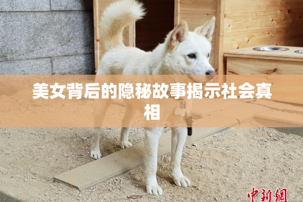 美女背后的隐秘故事揭示社会真相