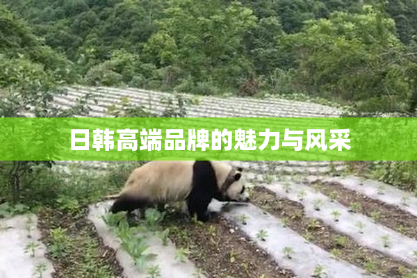 日韩高端品牌的魅力与风采