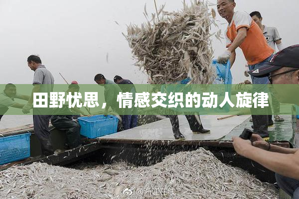 田野忧思，情感交织的动人旋律