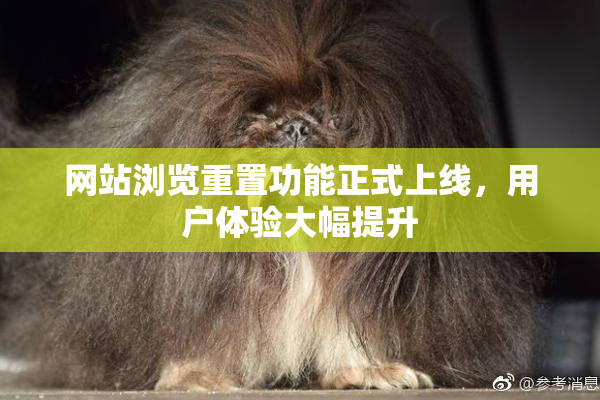 网站浏览重置功能正式上线，用户体验大幅提升