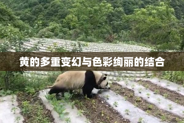 黄的多重变幻与色彩绚丽的结合