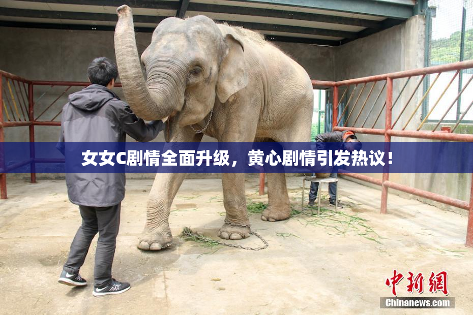 女女C剧情全面升级，黄心剧情引发热议！