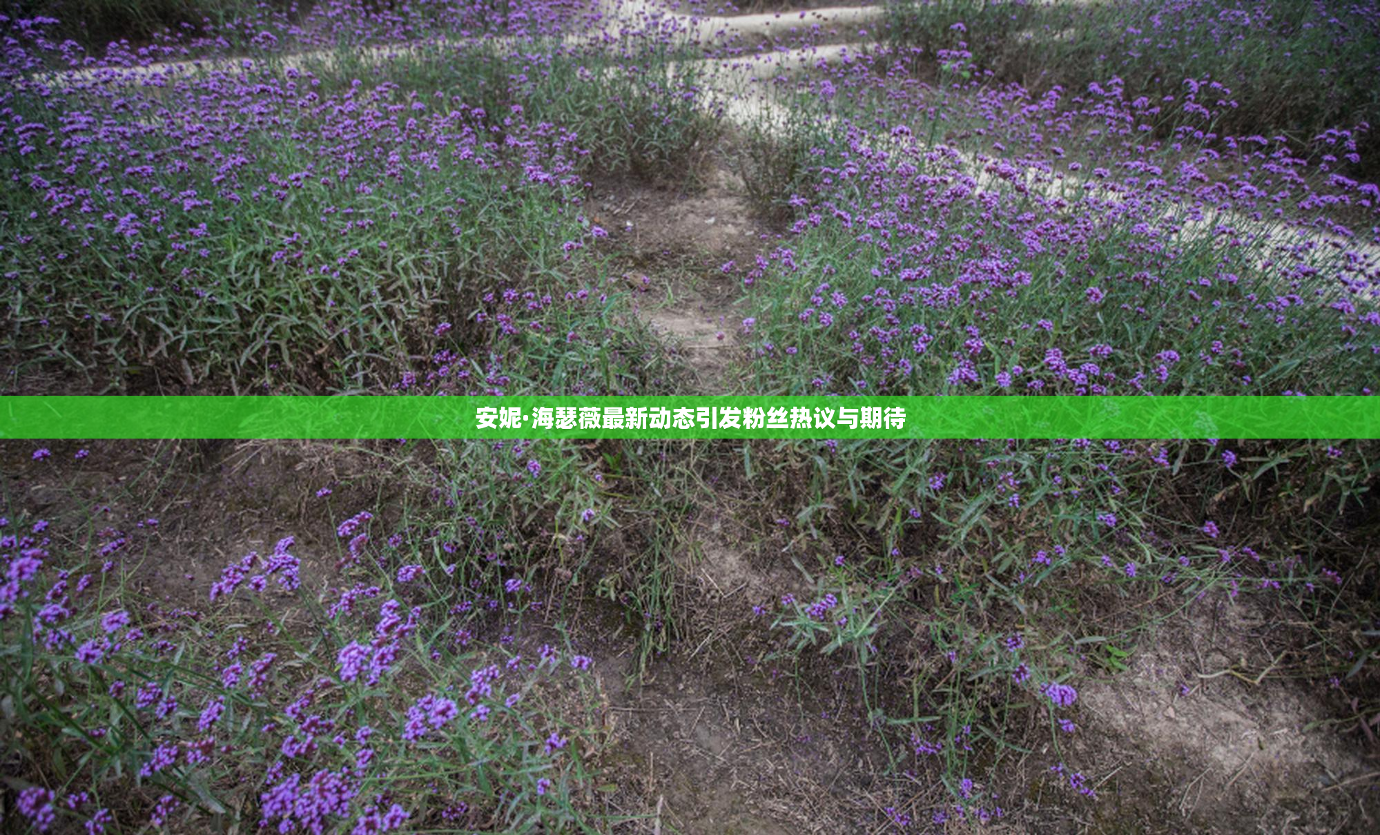 安妮·海瑟薇最新动态引发粉丝热议与期待