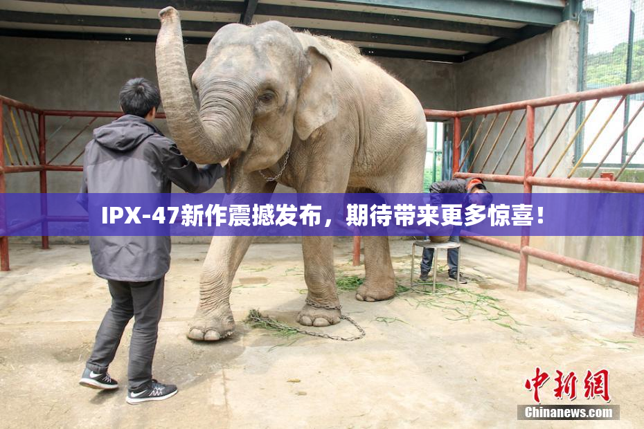 IPX-47新作震撼发布，期待带来更多惊喜！