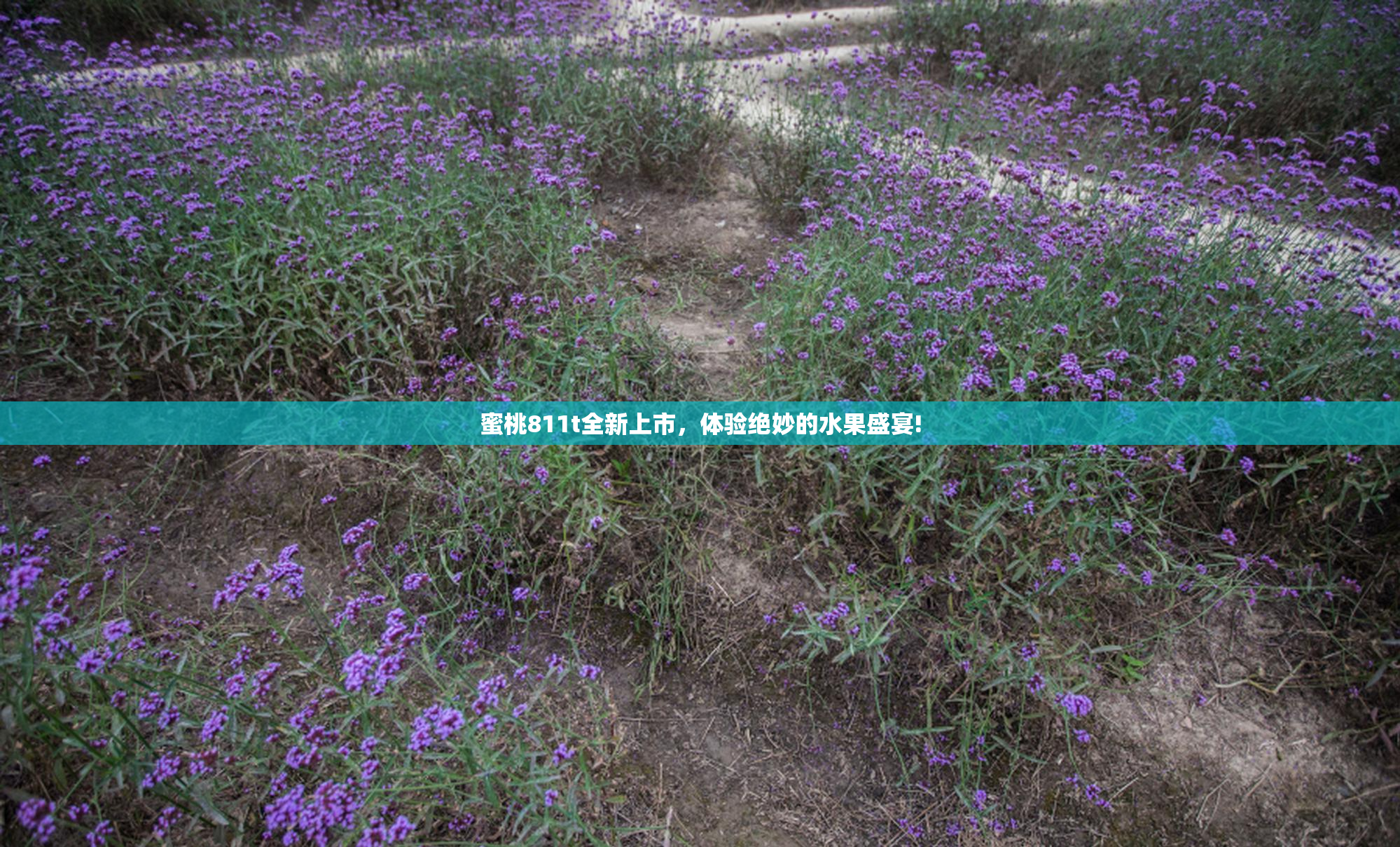 蜜桃811t全新上市，体验绝妙的水果盛宴!