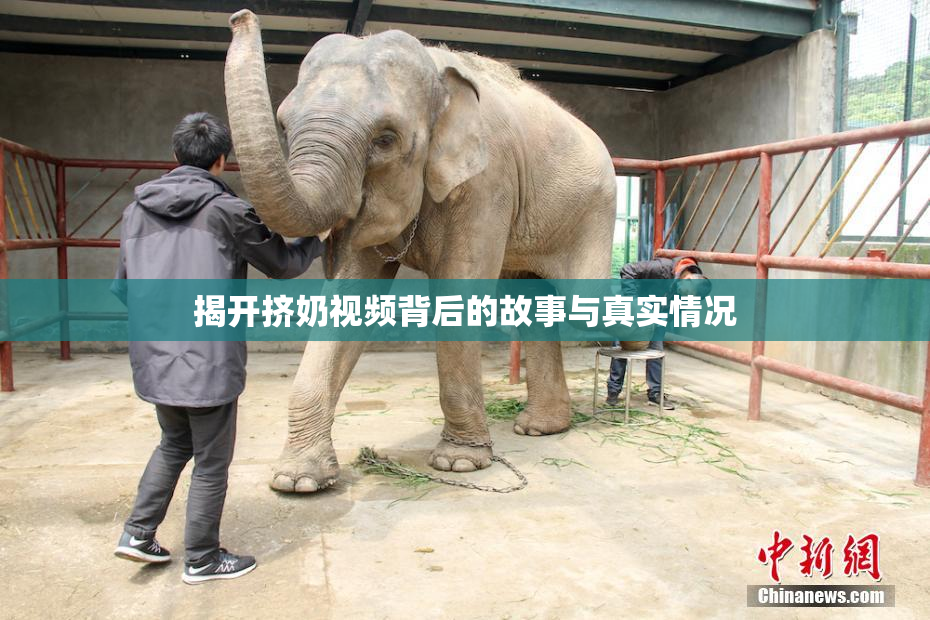 揭开挤奶视频背后的故事与真实情况