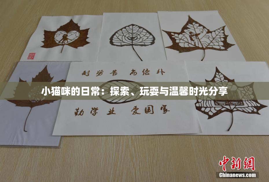 小猫咪的日常：探索、玩耍与温馨时光分享