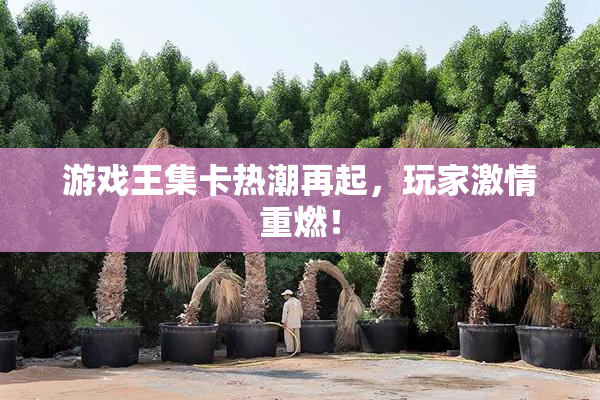 游戏王集卡热潮再起，玩家激情重燃！