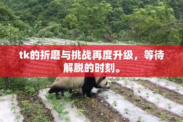 tk的折磨与挑战再度升级，等待解脱的时刻。