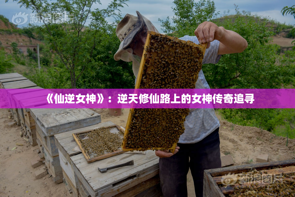 《仙逆女神》：逆天修仙路上的女神传奇追寻