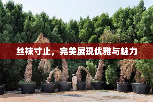 丝袜寸止，完美展现优雅与魅力