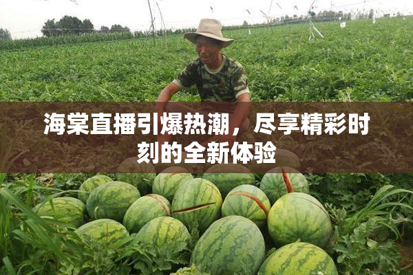 海棠直播引爆热潮，尽享精彩时刻的全新体验